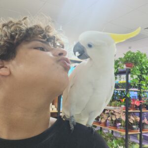 Sulphur Crust cockatoo Male Talkative and Very friendly