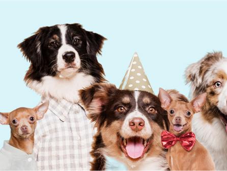 largest pet store in Ajman, Sahara exotics