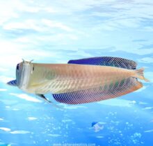 Arowana Fish UAE | Silver, Red, Golden