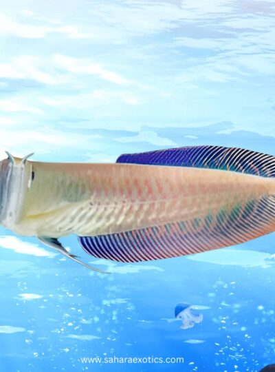 Arowana Fish UAE | Silver, Red, Golden