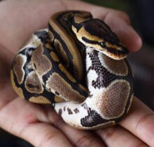 Buy Ball Pythons in UAE