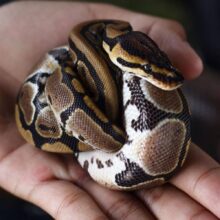 Buy Ball Pythons in UAE