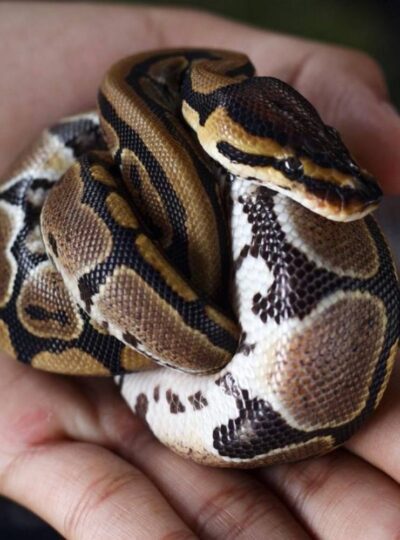Buy Ball Pythons in UAE