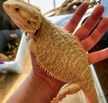 Buy Bearded Dragons In UAE