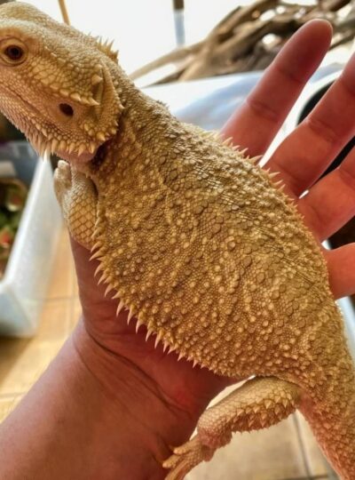 Buy Bearded Dragons In UAE