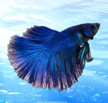 Betta Fish for Sale UAE