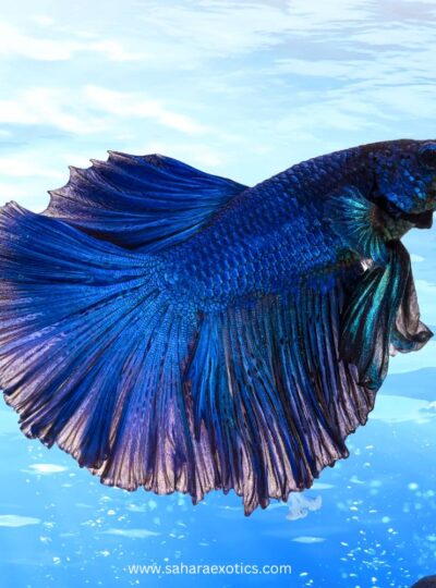 Betta Fish for Sale UAE