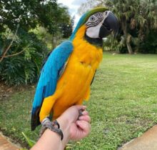 Blue and Gold Macaw in UAE