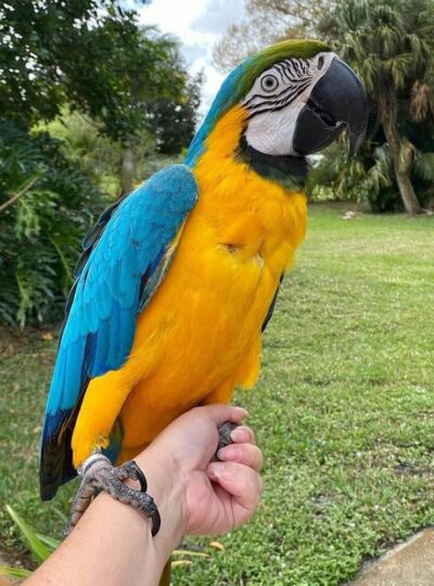 Blue and Gold Macaw in UAE