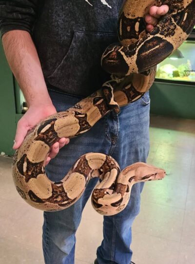 Buy Boa Constrictor in UAE