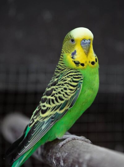 Buy Budgies in UAE