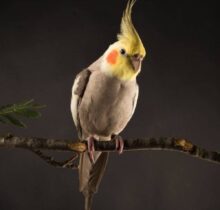 Buy Cockatiels in UAE
