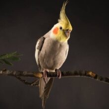 Buy Cockatiels in UAE