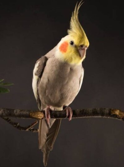 Buy Cockatiels in UAE