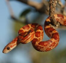 Buy Corn Snakes in UAE