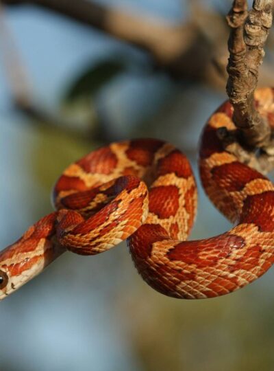 Buy Corn Snakes in UAE