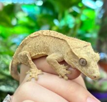 Buy Crested Geckos in UAE
