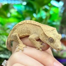 Buy Crested Geckos in UAE