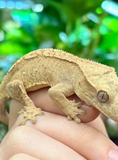 Buy Crested Geckos in UAE