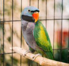 Buy Derbyan Parrot in UAE