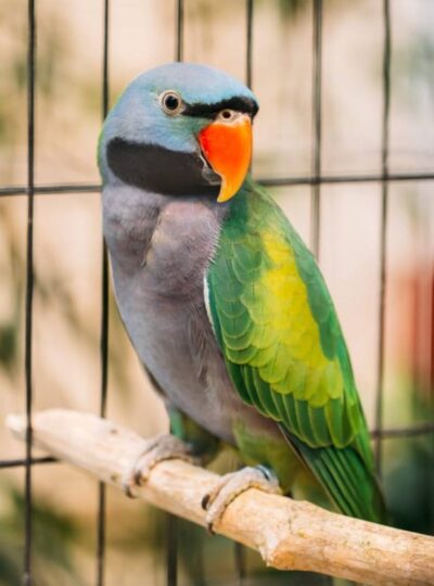 Buy Derbyan Parrot in UAE