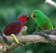 Buy Eclectus Parrots in UAE