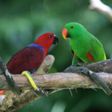 Buy Eclectus Parrots in UAE