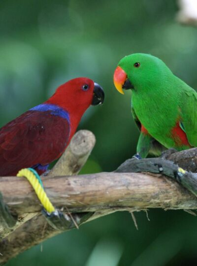 Buy Eclectus Parrots in UAE