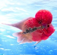 Flowerhorn Fish UAE | Red Kamfa, SRD