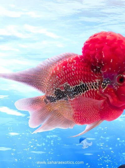 Flowerhorn Fish UAE | Red Kamfa, SRD