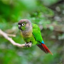 buy Green Cheek Conure in UAE