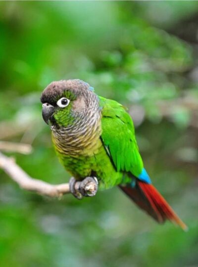 buy Green Cheek Conure in UAE
