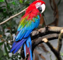 Buy Green Winged Macaw Parrot UAE