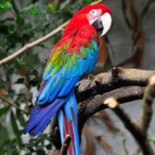 Buy Green Winged Macaw Parrot UAE