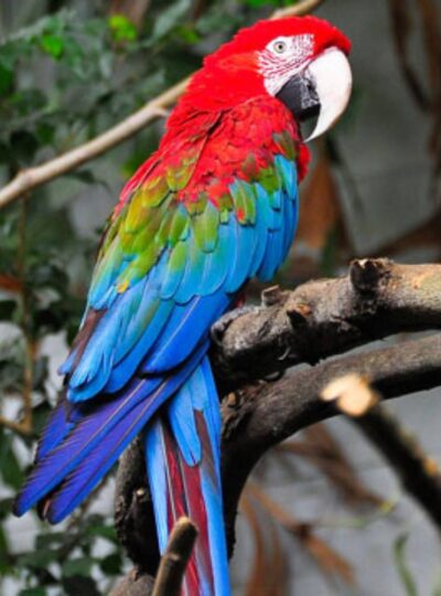 Buy Green Winged Macaw Parrot UAE