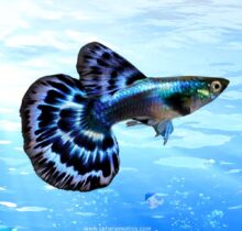 Buy Guppy fish in Dubai UAE