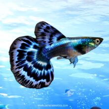 Buy Guppy fish in Dubai UAE