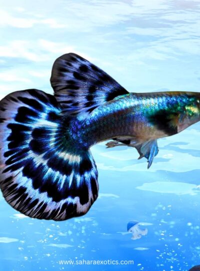 Buy Guppy fish in Dubai UAE