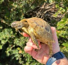 Buy Hermann’s Tortoise in UAE