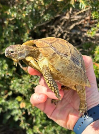 Buy Hermann’s Tortoise in UAE