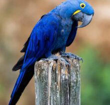 Buy Hyacinth Macaw UAE