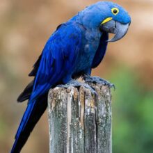 Buy Hyacinth Macaw UAE