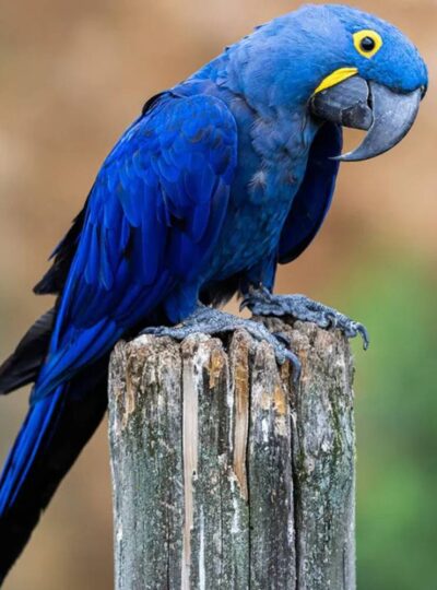 Buy Hyacinth Macaw UAE