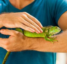 Buy Iguanas in UAE