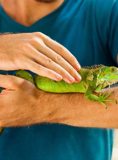Buy Iguanas in UAE