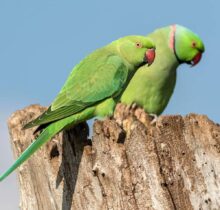 Buy Indian Ringneck Parrot in UAE