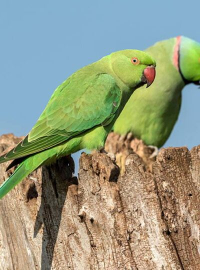 Buy Indian Ringneck Parrot in UAE