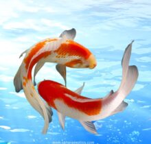Koi Fish UAE | Fancy Pond Koi for Sale