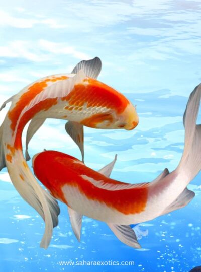 Koi Fish UAE | Fancy Pond Koi for Sale