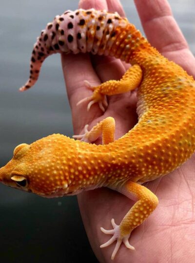 Buy Leopard Geckos in UAE